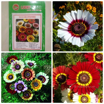 100 hạt giống hoa cúc chi mix xuất xứ Đức