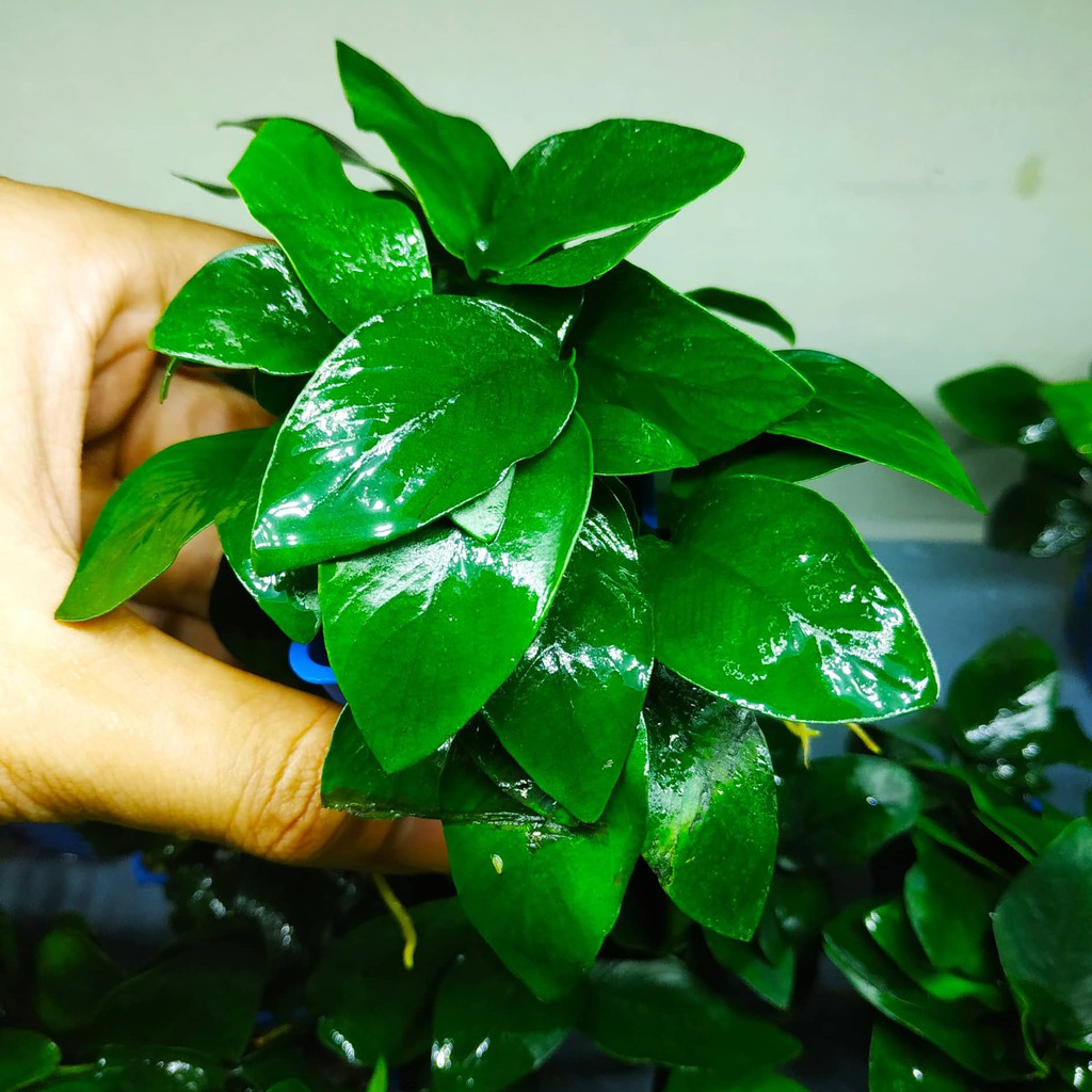 Cây thủy sinh ráy hoa lá lớn