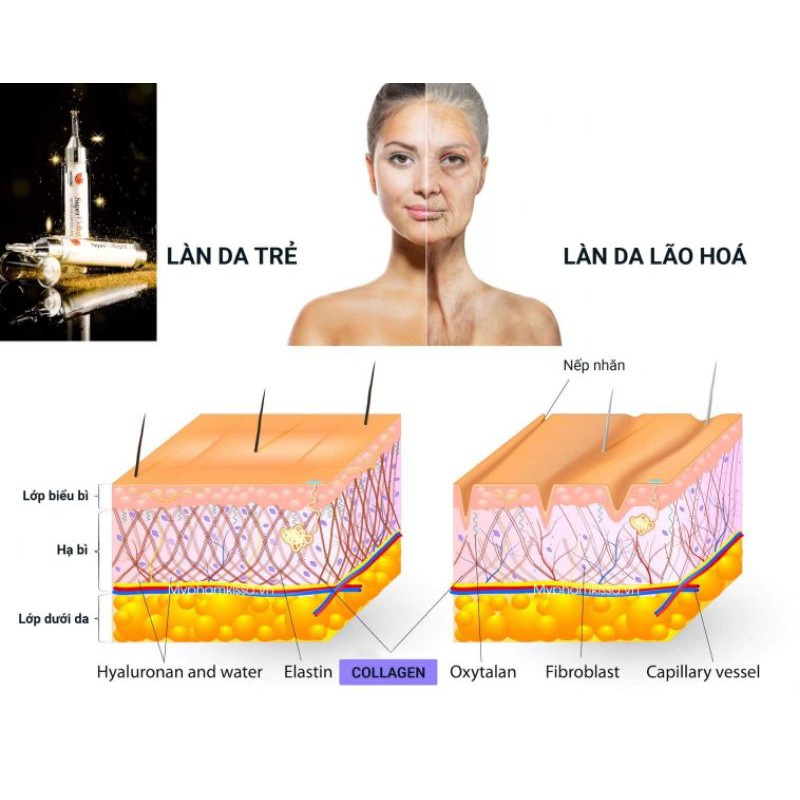 Collagen ngừa lão hoá da