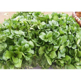 20 gram Hạt giống Rau Mầm Cải Xoong [CHẤT LƯỢNG]