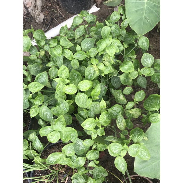 0,5kg lá cẩm tím tươi