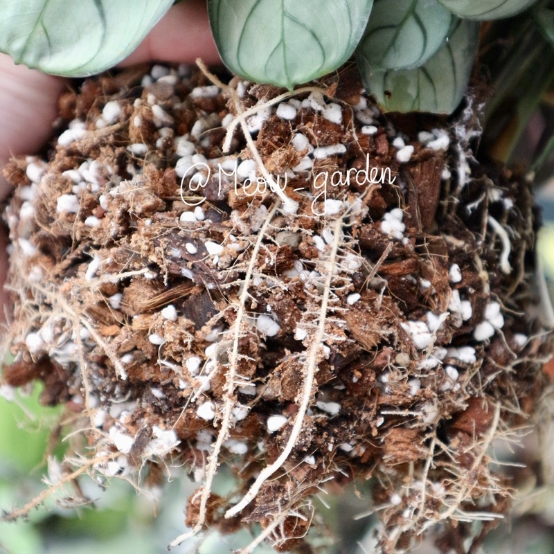 Giá thể trồng kiểng lá Nostiplant TROPICAL SOIL | Đất trồng cây trong nhà, cây nội thất, Monstera
