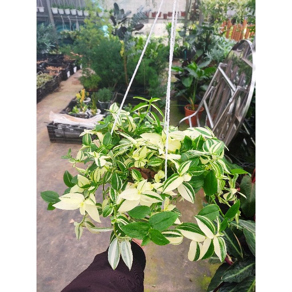 Chậu cứng Thài lài các loại và giá thể