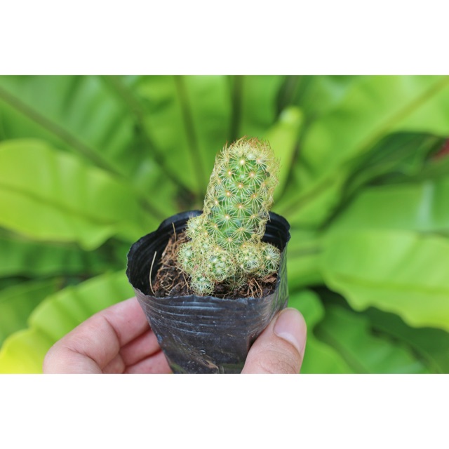 Xương rồng thạch trụ thiên cỡ nhỏ