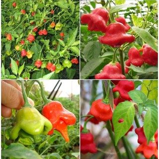 Hạt giống ớt hoa hồng ( ớt chuông gió ) 30 hạt - tặng kèm viên nén ươm hạt