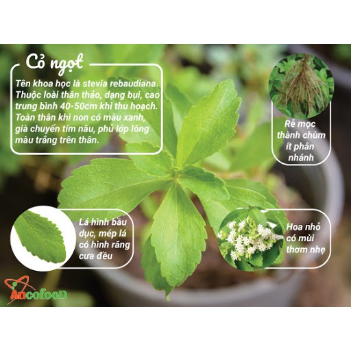 Cỏ ngọt sấy lạnh - Gói trà hoa khô - Hoa thảo mộc - Khối lượng 20 gram