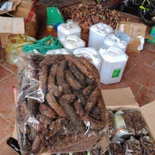 Chuối hột rừng
