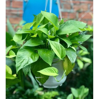 Trầu bà ( vạn niên thanh) cây bao đẹp