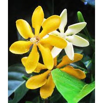 Cây lài vàng/lài hoàng đế cho hoa lâu tàn, rất thơm - Gardenia tubifera