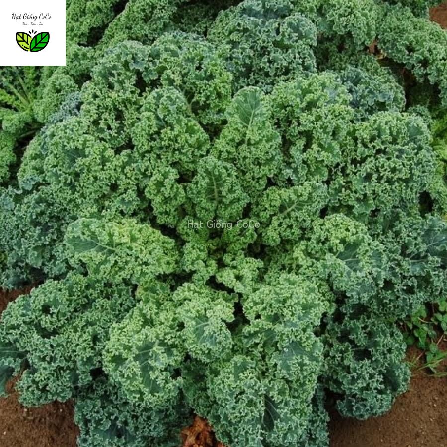 Hạt Giống Cải Xoăn Xanh, Cải Kale Xoăn Lùn Blue Scotch 600 Hạt, Dễ Nảy Mầm, Cây Khỏe