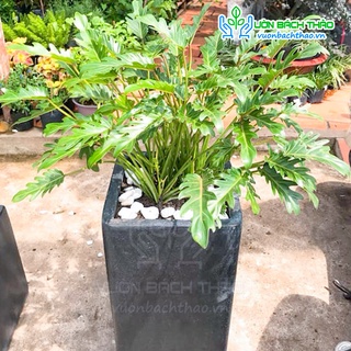 Cây trầu bà chân vịt