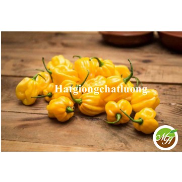 5 Hạt Giống Ớt Siêu Cay Habanero Màu Vàng  Tặng Kèm Kích Mầm