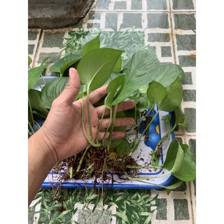 Cây Vạn Niên Thanh (Trầu Bà) Trồng trong nhà, bàn làm việc, ban công, sân vườn
