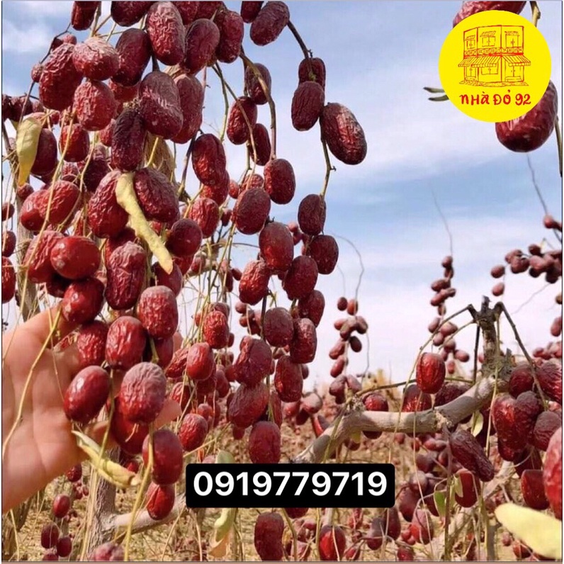 Táo đỏ khô Tân Cương - Bụi Nhược Khương & Ngọc Hoà Điền