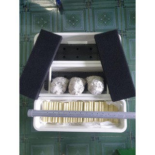 BAKI LỌC 4 TẦNG + FULL Phụ Kiện Lọc ( bao gồm ống mưa) - Cá Cảnh Bảo Long