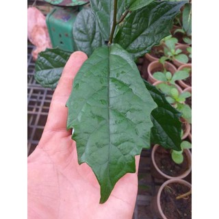 cây  Xạ Đen răng cưa điêu tri viêm gan, men gan cao, gan nhiễm mỡ, ung thư gan, ổn định huyết áp, tiểu đường