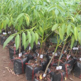 Combo 2 cây cóc thái