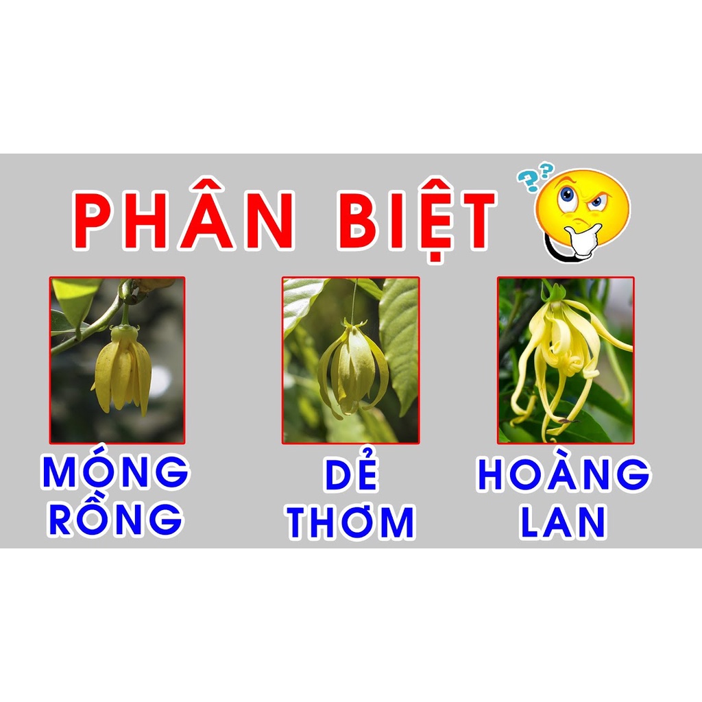Hoàng Lan Lùn - hay gọi lan công chúa hương thơm ngọt dịu cây cây cho ra hoa quanh năm