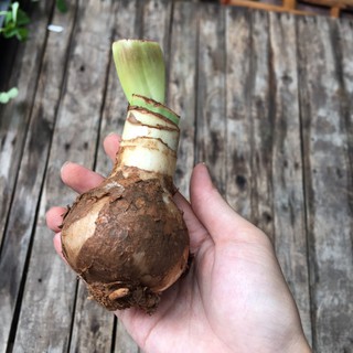 Củ lan huệ cho hoa màu đỏ nhung