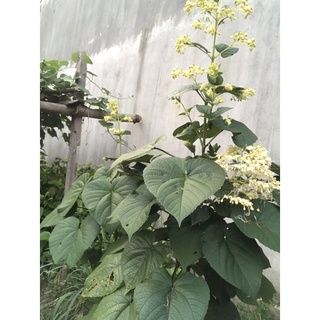 cây giống bạch đồng nữ