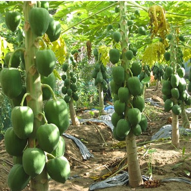 Hạt Giống Đu Đủ Ruột Vàng F1 (VĨNH TƯỜNG) Gói 5 Hạt