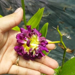 Denro Hoa Hồng đang nụ