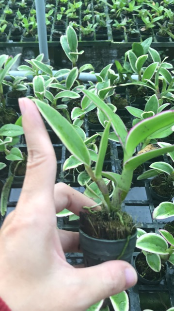 Hoa lan thongchai gold