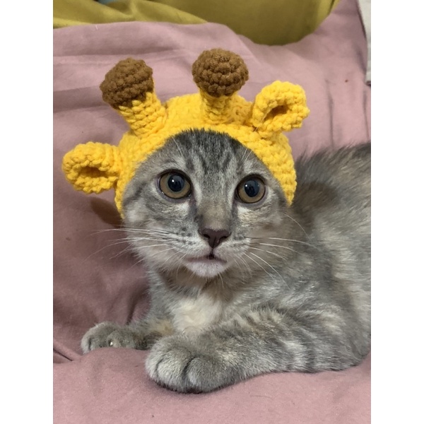 Nón len nhiều mẫu cho mèo, cún, thỏ,....