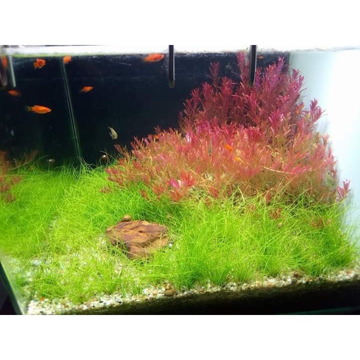 Rotala Pink - 20k/15 ngọn