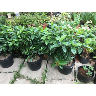 Chậu trang mỹ hồng (chậu lớn)