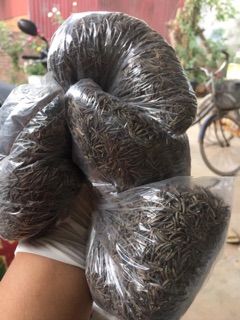 1 lang Hạt hoa sao nhái