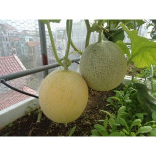 Hạt giống dưa lưới tròn 10 hạt