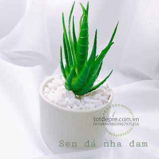 Sen Đá Silicon Nha Đam - Cây nhựa cao cáp