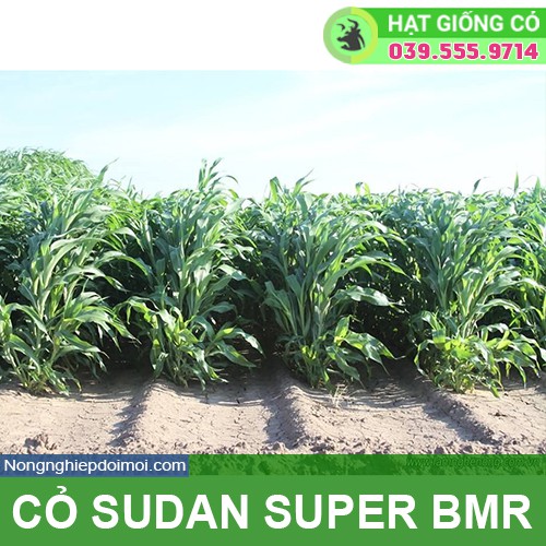 Hạt giống cỏ Sudan Super BMR - Cỏ Họ Ngô (gói 100g) - Hạt Giống Cỏ Chăn Nuôi