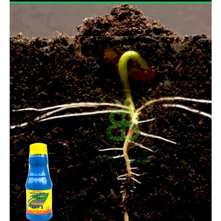 Đất Trồng Mai TRIBAT 10Kg 20dm Đã Trộn Phân