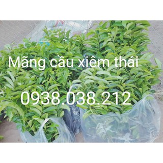 Combo 20 cây mãng cầu xiêm, 2 na dứa , 2 na thái