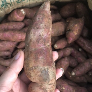 Khoai lang mật Tà Nung