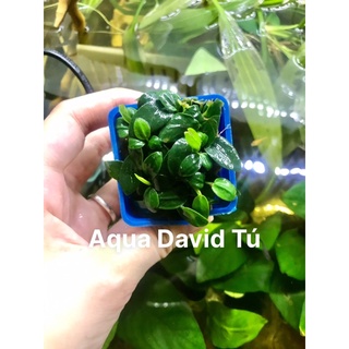 Các Loại Cây Ráy Trồng Bể Thuỷ Sinh