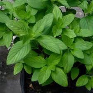 Hạt Giống húng chanh HN gói 0.2gr
