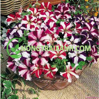 300h - hạt giống hoa dạ yến thảo mix nhiều màu