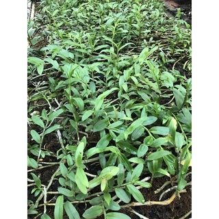 Hoa lan phi điệp tím hàng ki năm 1