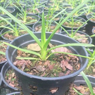 KIẾM PHAN TRÍ X HOÀNG LONG, XANH HUẾ