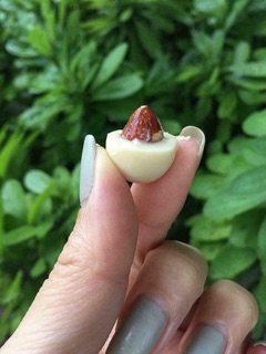 Kẹo Socola trắng