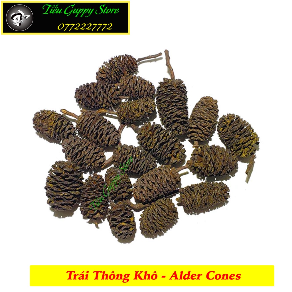 Trái Thông Khô ALDER CONES  - Quả Thông Giảm Stress Cho Tép