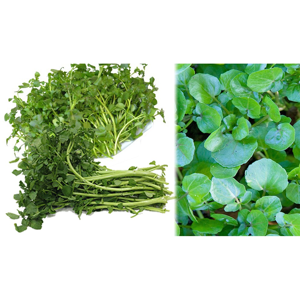 hạt giống xà lách xoong - cải xoong  Nasturtium officinale