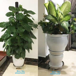 Đế đỡ chậu inox có bánh xe tiện dụng d32cm