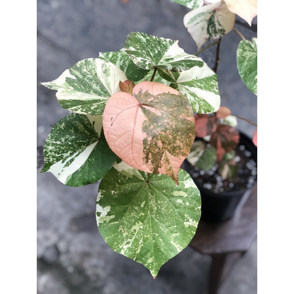 Cây Dâm Bụt Var | Hibiscus Tiliaceus Variegata