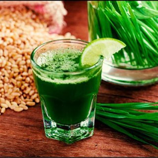 [Túi Lớn 1Kg] Hạt Giống Mầm Lúa Mạch Tâm Nông, lúa mì Dễ Trồng