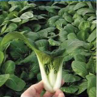 20gram HẠT GIỐNG CẢI BẸ TRẮNG