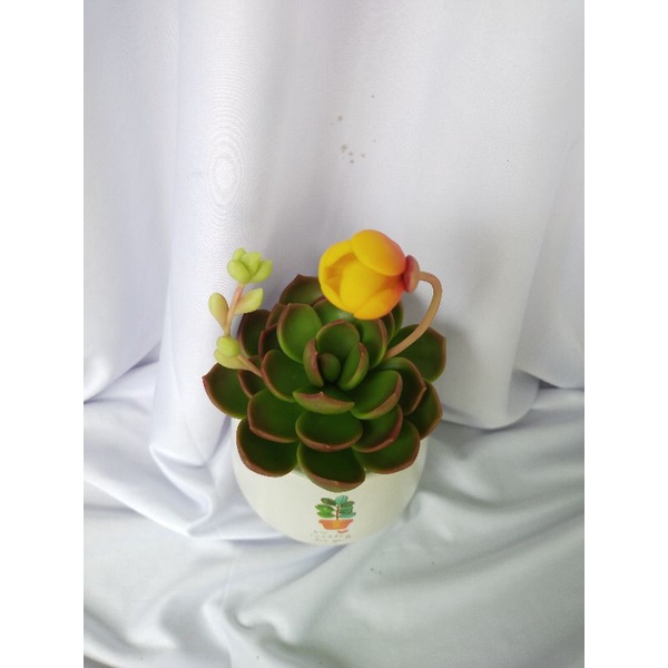 Chậu sen đá đất sét đường kính 10cm có hoa